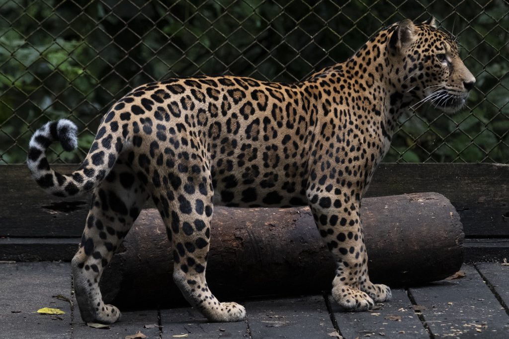 Jaguar orinoquía foto MinAmbiente