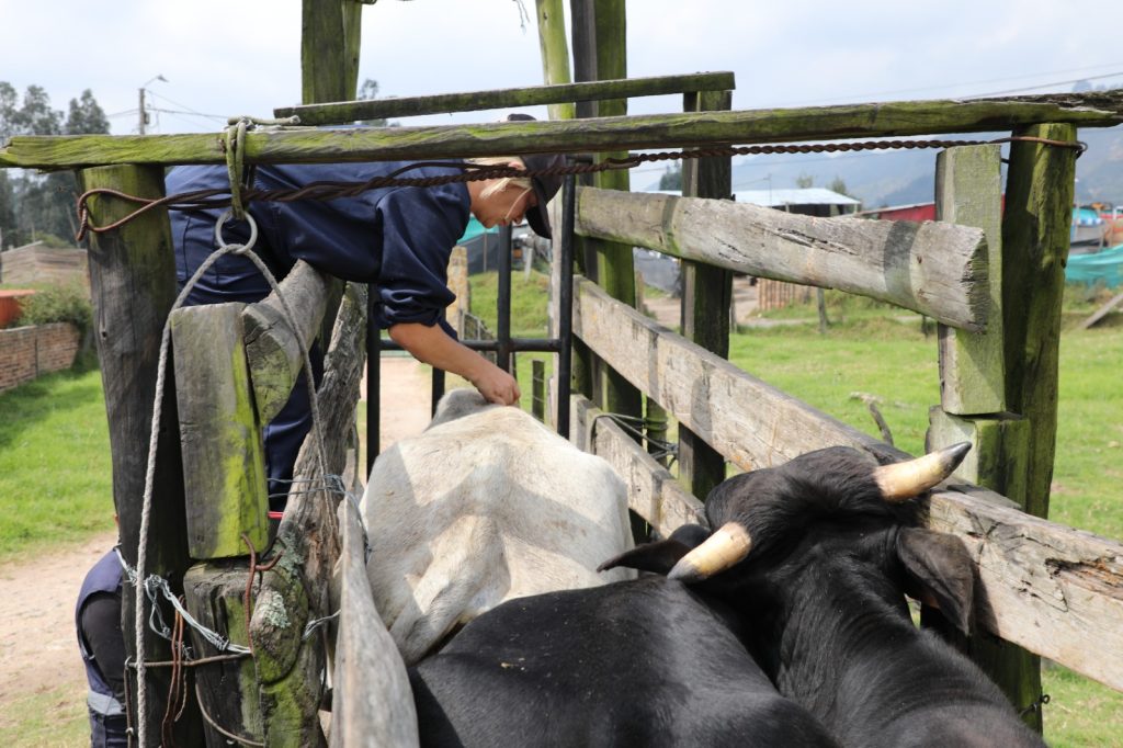 Éxito en la Jornada de vitaminización y desparasitación de ganado en sectores rurales del municipio