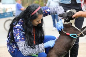 Jornadas de vacunación antirrábica para mascotas este fin de semana en Chía