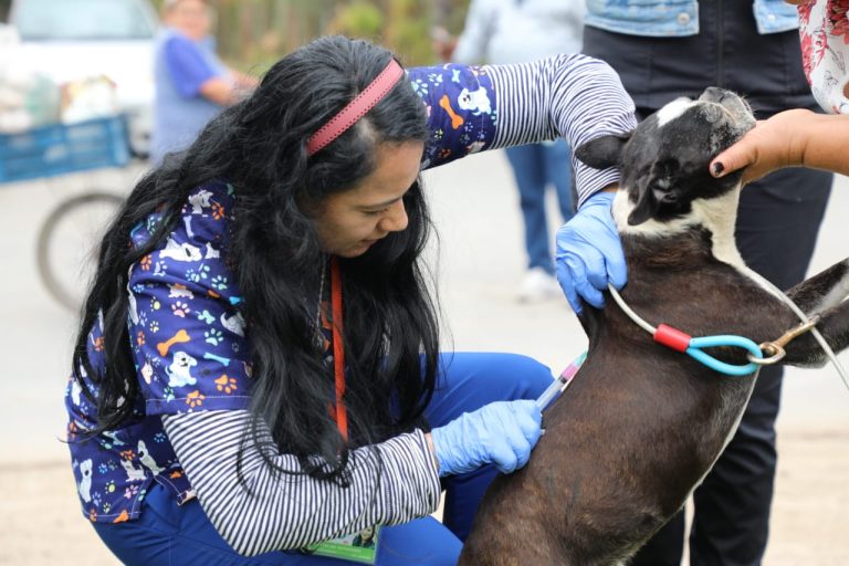 Jornadas de vacunación antirrábica para mascotas este fin de semana en Chía