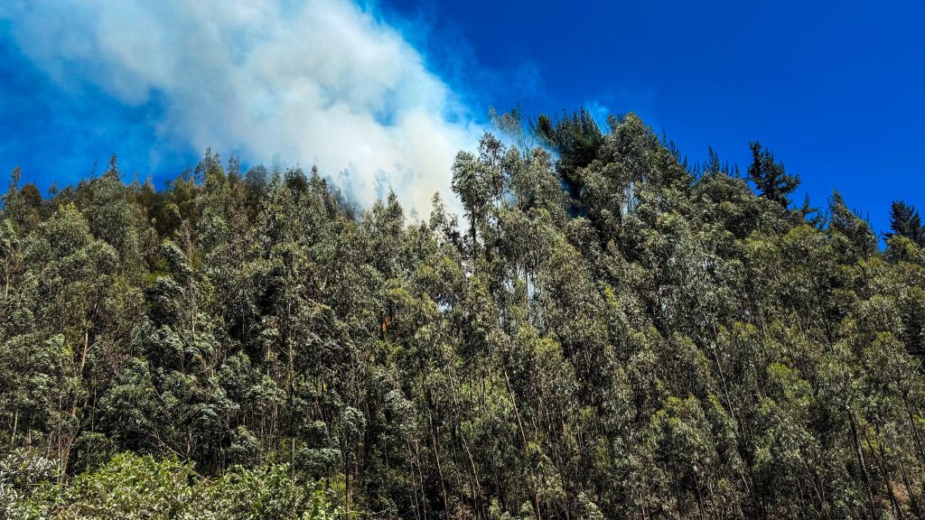 Administración atiende incendio forestal que se presenta