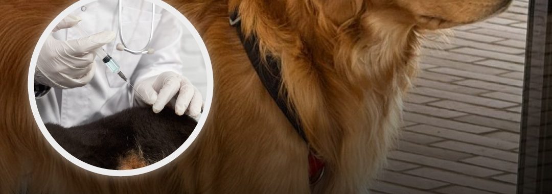 Más de 40 animales de compañía fueron vacunados en Chía