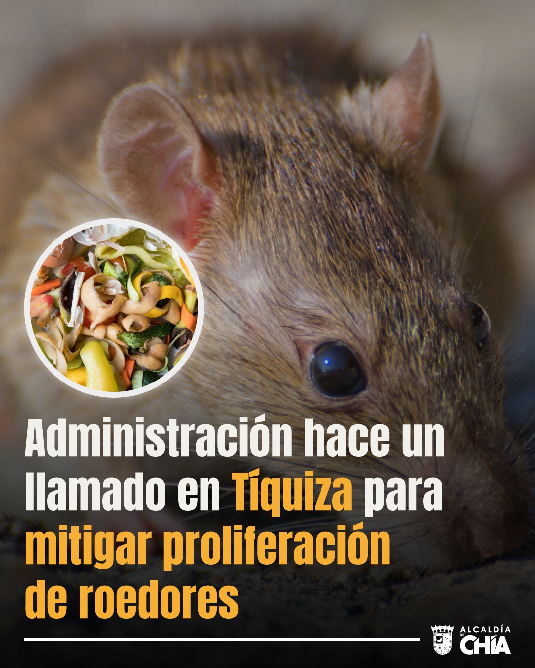 Secretaría de Salud llama a la prevención de proliferación de roedores en Tíquiza