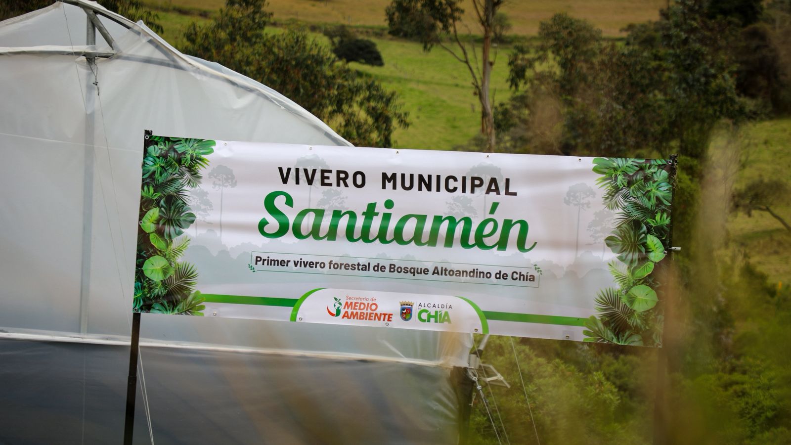 Santiamén: el nuevo corazón ambiental de Chía En la vereda Yerbabuena Alta, el alcalde Leonardo Donoso y la Secretaría de Medio Ambiente dieron apertura al primer vivero forestal municipal de bosque altoandino, un espacio destinado a la reproducción de bosque maduro y especies nativas, con el propósito de fortalecer la reforestación y la conservación ambiental en el territorio. El vivero, fue denominado “Santiamén” por estar ubicado en la zona de recarga hídrica de la quebrada del mismo nombre, permitirá que el municipio produzca directamente el material vegetal necesario para los procesos de restauración ecológica en predios de interés ambiental, consolidando una estrategia propia de recuperación de ecosistemas. Su funcionamiento está estructurado en etapas técnicas que garantizan el adecuado desarrollo de las especies: inicia con la reproducción asexual mediante estacas en invernadero, continúa en la fase de germinación, luego pasa al embolsado y proceso de climatización, y finaliza en la zona exterior, donde las plantas se robustecen antes de ser trasladadas a los diferentes puntos de intervención ambiental. El 90 % de las especies que allí se producirán corresponden a bosque maduro y altoandino, mientras que el 10 % restante estará orientado a especies ornamentales y cercas vivas, promoviendo la diversificación vegetal y reduciendo el uso de especies no nativas en el municipio. Para el ingeniero forestal de la Secretaría de Medio Ambiente, Maicol Medina Muñoz, este proyecto representa vida para el territorio. “El 90 % del agua que se produce para el Río Bogotá en Chía viene de estos cerros orientales”, afirmó, resaltando la importancia estratégica de proteger estos ecosistemas. Por su parte, el alcalde Leonardo Donoso destacó que el vivero será mucho más que un espacio de producción vegetal. “El vivero se convertirá en un punto de encuentro, en un corazón verde y ambiental de Chía, y la ciudadanía debe conocerlo y aprender de él, porque muchas veces dicen que Chía es solo ladrillo y cemento”, señaló. Cabe destacar que durante la jornada de apertura también se realizó una caminata de reconocimiento por el predio municipal El Triunfo, acompañada de charlas pedagógicas sobre la importancia del bosque altoandino y el rol de la comunidad en la protección del macroecosistema local. Para concluir, este lugar además de su función productiva, contará con un aula ambiental donde se desarrollarán capacitaciones en educación ambiental, manejo hídrico, flora y fauna, dirigidas a ciudadanos interesados en adquirir conocimientos y participar activamente en los procesos de recuperación ecológica.