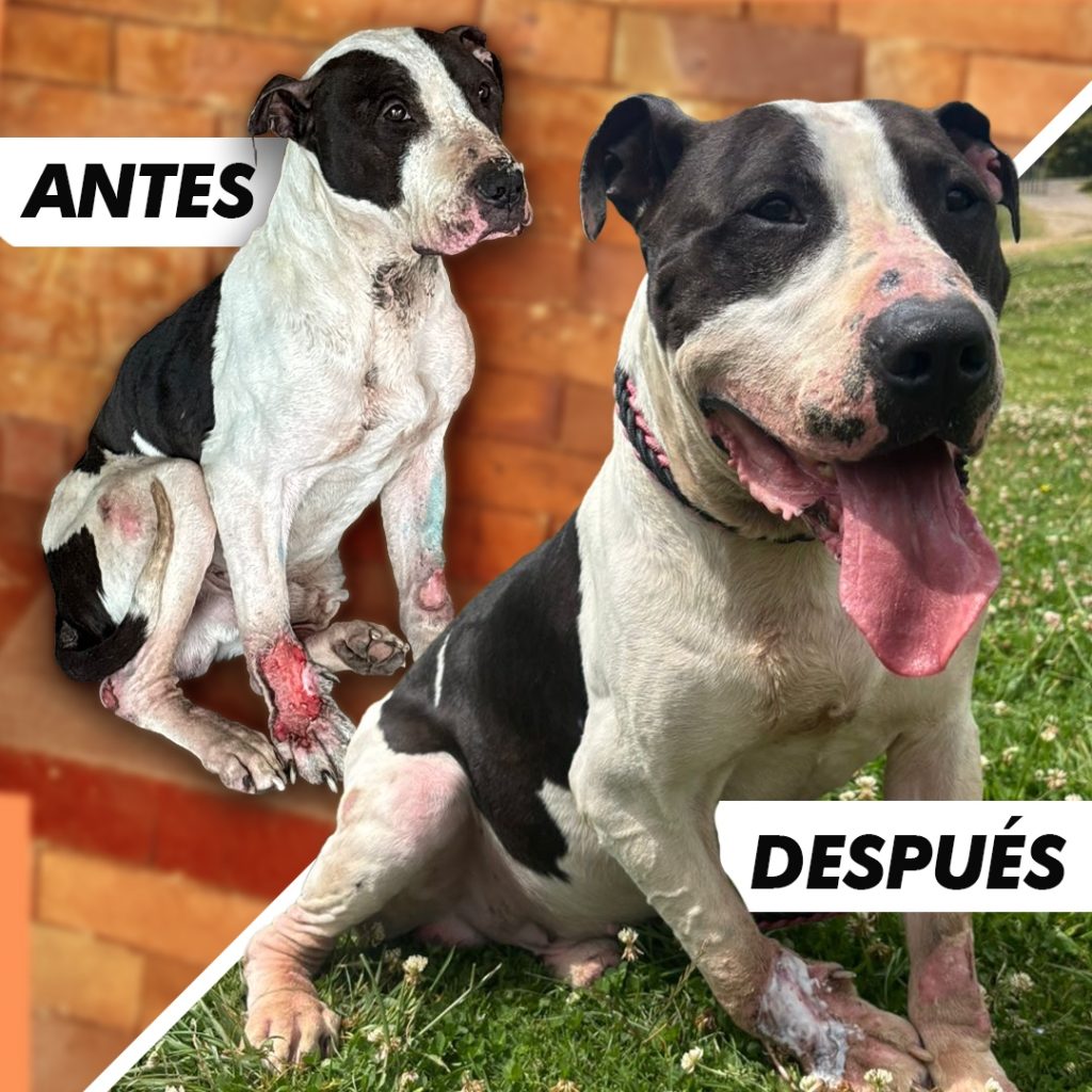 Ángel: de víctima de maltrato animal a símbolo de la Ley Ángel