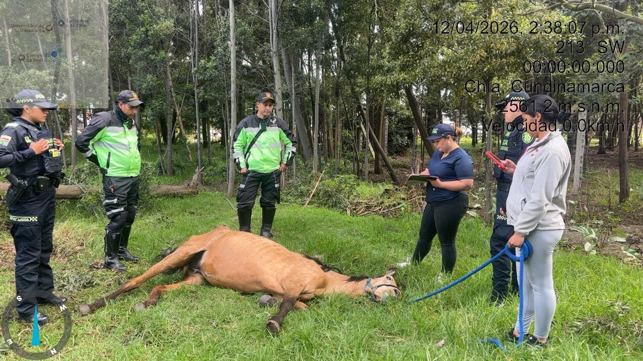 Alcaldía activa ruta de protección y rescata equino en estado de abandono